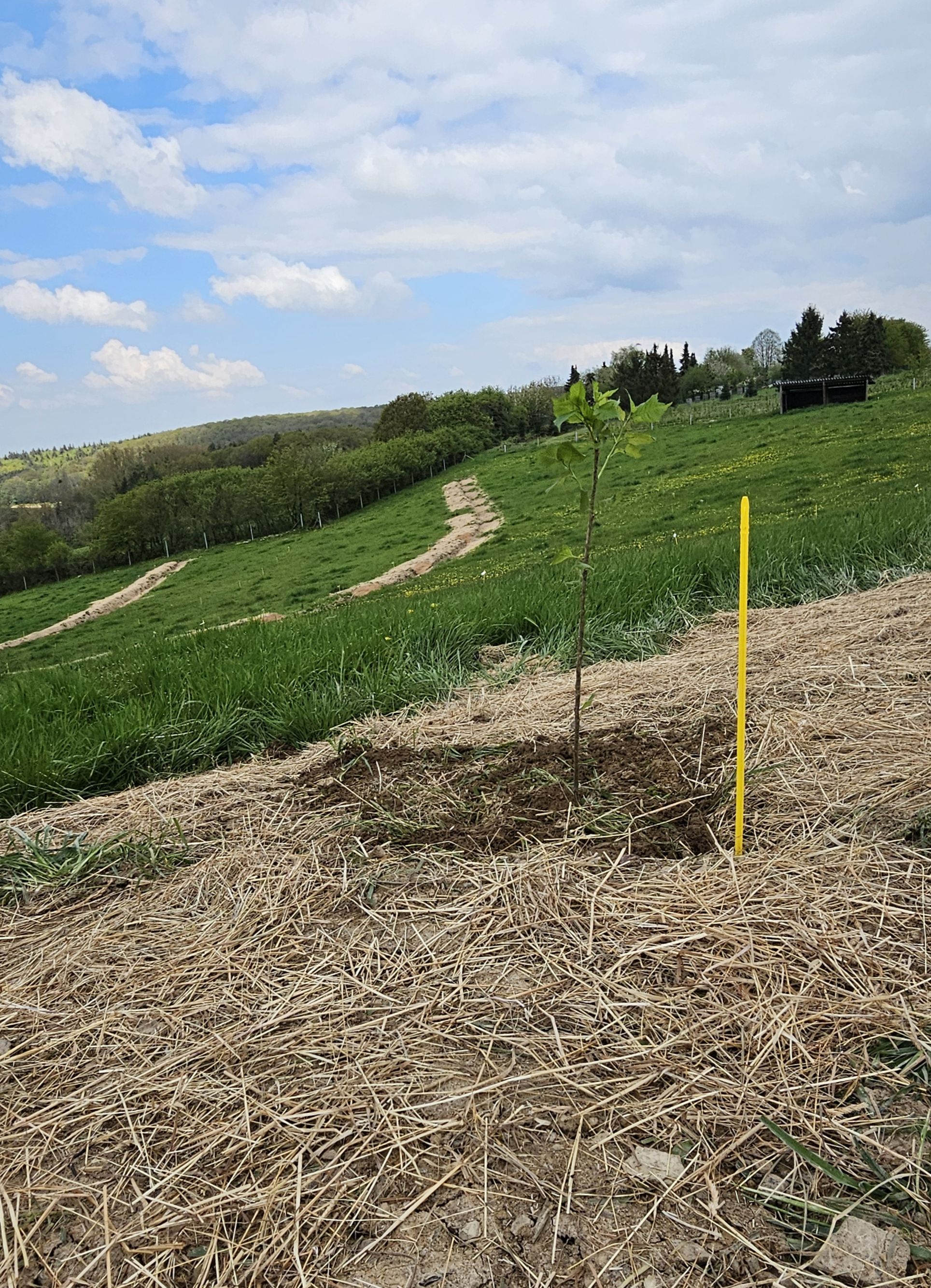 Agroforstreihen auf dem Grünsnück
